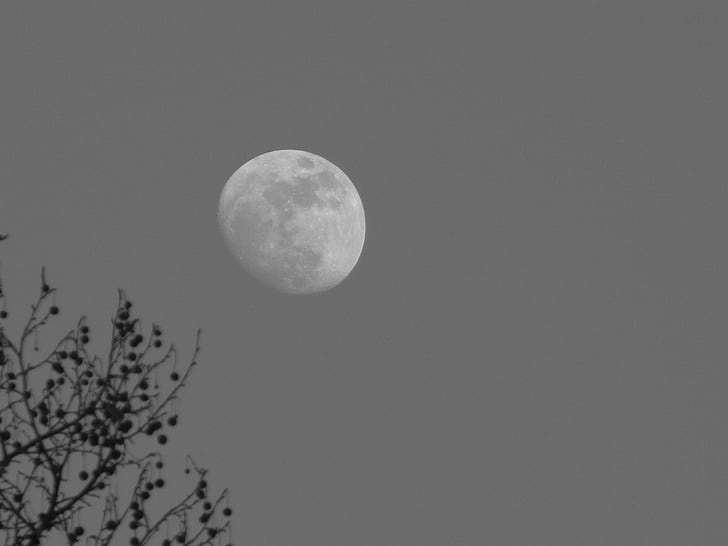 moon, branches, mood