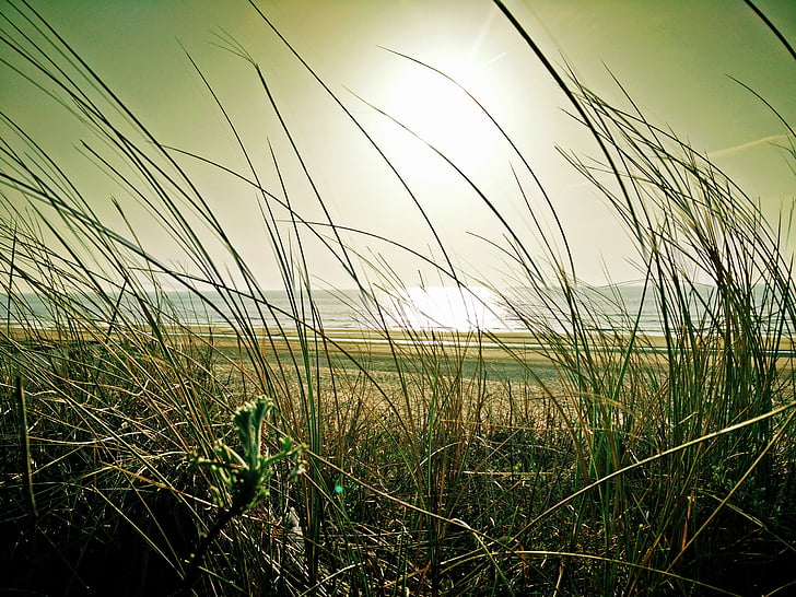 Beach, marram fű, tenger, dűne, homok, táj, Hollandia