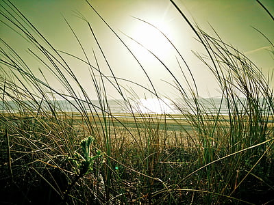 stranden, någon gräs, havet, Dune, Sand, landskap, Nederländerna