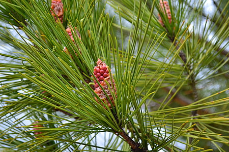 pine, cone, points, pinecone, maritime pine, nature, plant