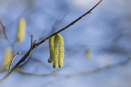 pussy willow, spring, tree, signs of spring, branches, nature, blossom