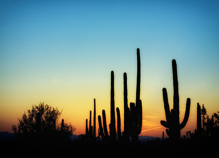 Arizona, Kaktus, Kaktusy, karnegia olbrzymia, zachód słońca, niebo, chmury
