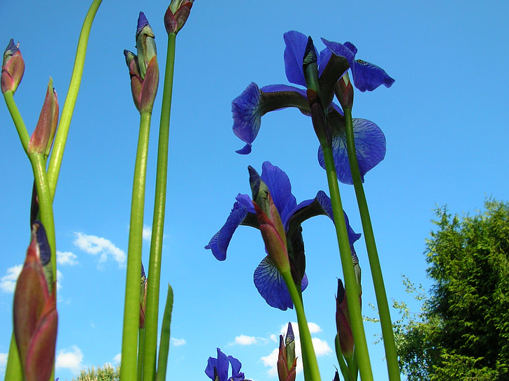 Iris, Iris, blomma, sommar, trädgård, Violet