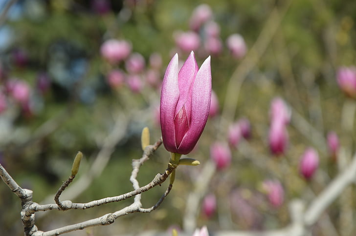 magnolia, flowers, purple, tree, spring, blooming, branches