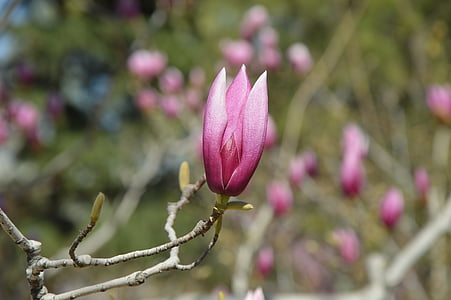 magnolija, gėlės, violetinė, medis, pavasarį, žydi, filialai