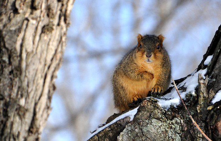 mókus, hó, sügér, téli, a szabadban, szőrös, rágcsáló