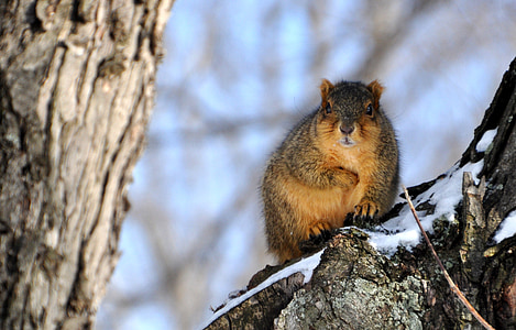 Eichhörnchen, Schnee, Barsch, Winter, im freien, pelzigen, Nagetier