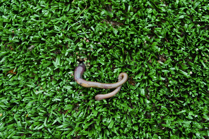 worm, lawn, nature, artificial turf, green