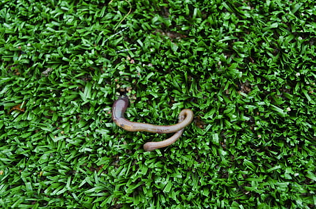 worm, lawn, nature, artificial turf, green