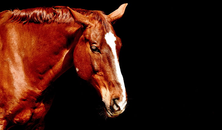 caballo, marrón, Retrato, hermosa, animal, fotografía de vida silvestre, mundo animal