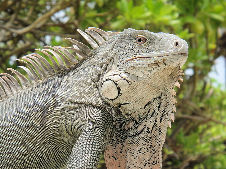 iguana, reptile, bonaire, nature, beast, netherlands antilles, green