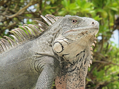 Iguana, sürüngen, Bonaire, doğa, canavar, Hollanda Antilleri, Yeşil