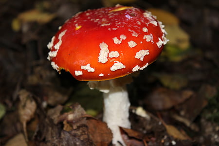 fly agaric, gitig, toadstool, spotted