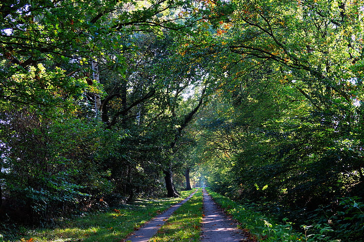lasu, leśna ścieżka, jesień, baldachim, sielanka, zielony, pozostawia