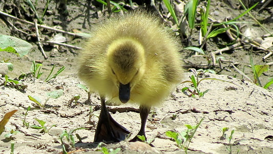 duck, baby, duckling, cute, yellow, bird, sweet