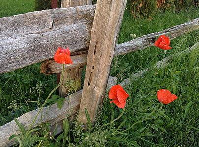 poppies, nature, fence, petal, blooming, outdoors, flower