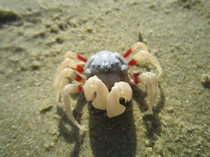 crab, plajă, Close-up, animale, mare, cu gheare, natura