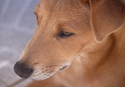 dog, young dog, brown, africanis, attention, animal portrait