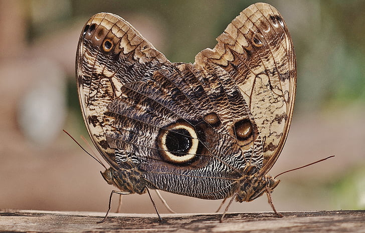 bagoly-pillangó, pillangó, caligo, Tarkalepkefélék, rovar, caligo eurilochus, alsó