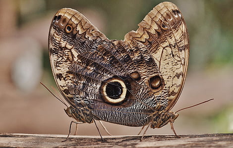 papillon hibou, papillon, Caligo, Nymphalidae, insecte, Caligo eurilochus, bas