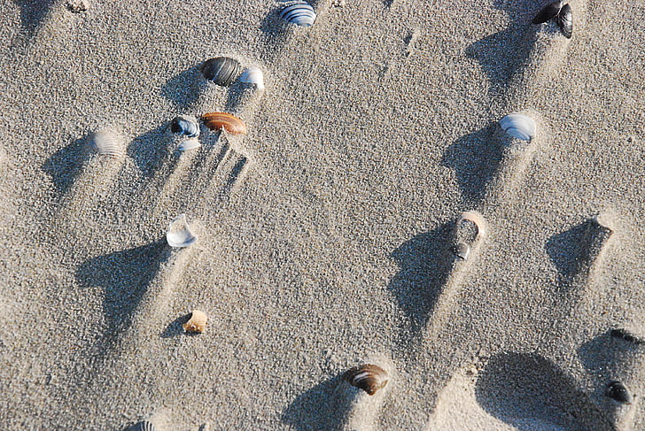 παραλία, μύδια, Άμμος, παραλία με άμμο, Ενοικιαζόμενα, το καλοκαίρι, αποτύπωμα