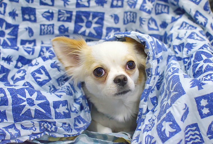 white, brown, chihuahua, dog, hiding, blue, blanket