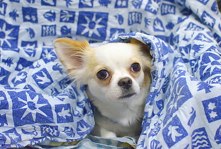 Branco, marrom, Chihuahua, cão, se escondendo, azul, cobertor