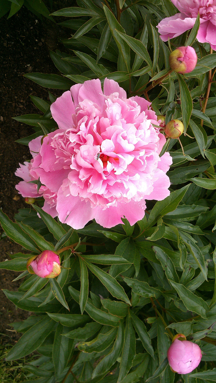 peony, double flower, pink, garden, blossom, bloom, bud