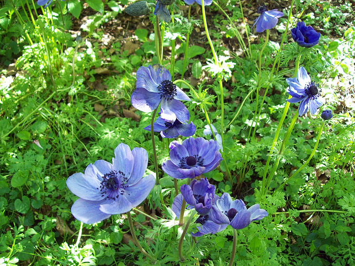 anemone, flower, purple, blue, flora, petals