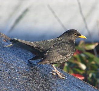 blackbird, bird, perched, nature, outside, macro, close-up