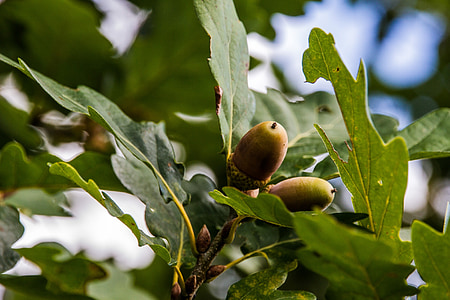 acorns, oak, b, oak leaves, autumn, nature, tree fruit