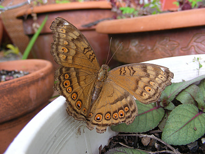 motýl, Motýli, Australský motýl, Severní queensland motýl, hnědý motýl, hnědá, Tan