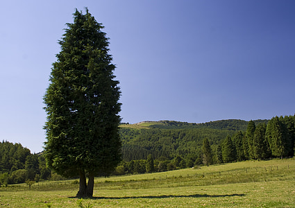 strom, krajina, Prato, jehličnatý strom, Příroda