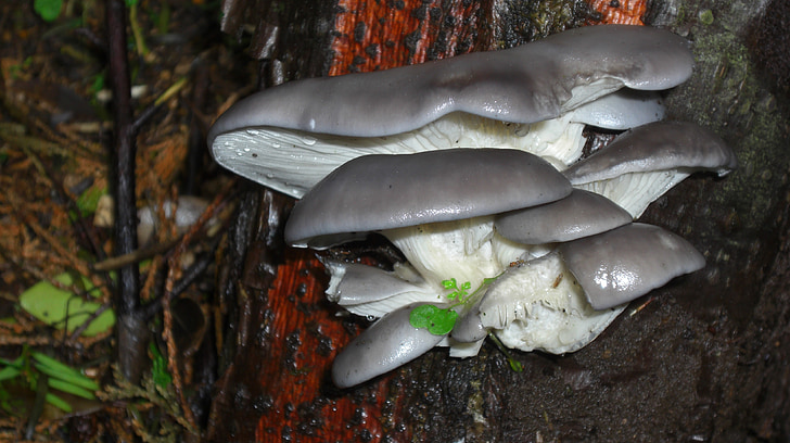 østers-mushroom, funghi, sopp, gourmet, spiselige, pleurotus, ostreatus