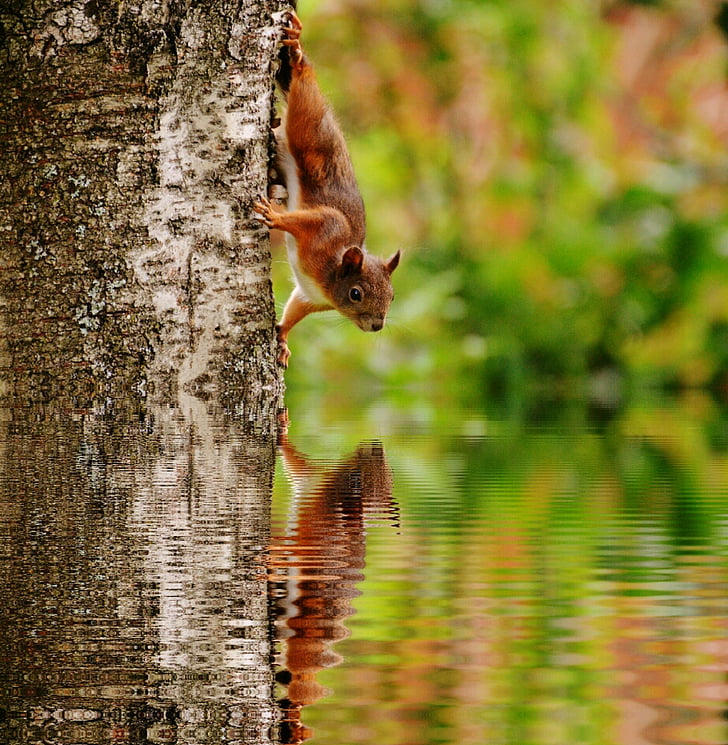 squirrel, water, mirroring, nager, cute, nature, rodent