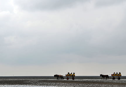 στη θάλασσα Wadden, δυτικά ΜΑΡΙΧΟΥΑΝΑ, στη θάλασσα, Cuxhaven, άμαξα με άλογα
