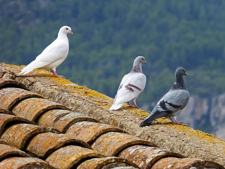 holuby, biela holubica, strecha, oteando, vták, čajka, Príroda