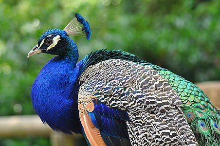 peacock, profile, peafowl, feather, color, colorful, beak