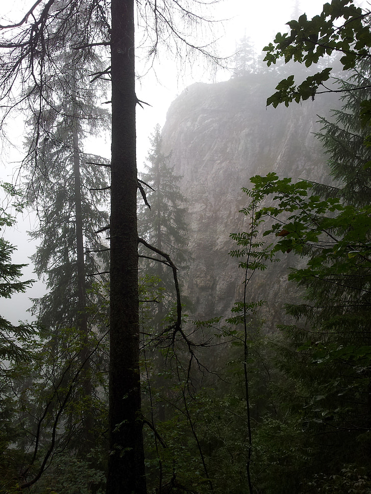 dimma, skogen, bergen, träd, naturen, dimmiga, mörka