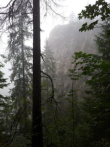 nebbia, foresta, montagne, alberi, natura, nebbioso, scuro