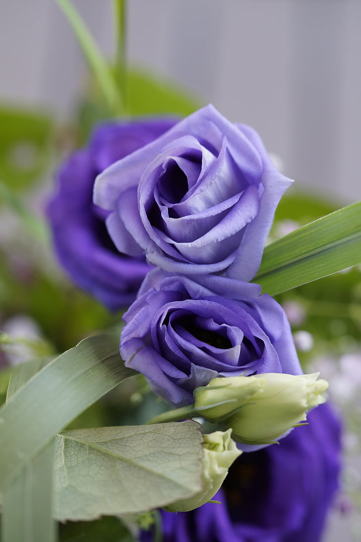 purple, flower, blossom, bloom, bouquet, festive, violet
