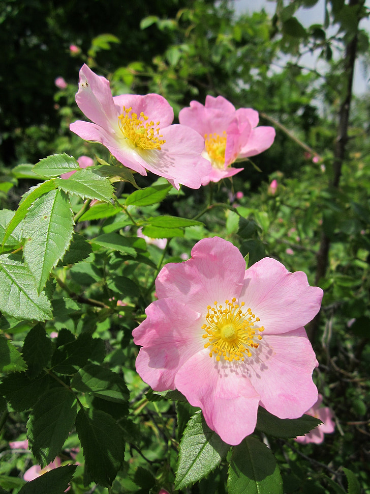 Rosa canina, hund-rose, buske, Wildflower, Blossom, Blomställning, Flora