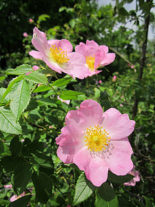 Rosa canina, chien-rose, arbuste, fleurs sauvages, Blossom, Inflorescence :, flore