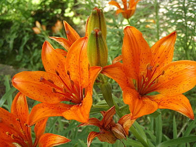 Lily, orange, fleur, plante, été, printemps