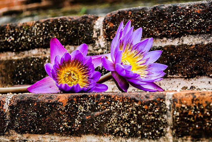 waterlily, Hoa, Xri Lan-ca, màu tím, cánh hoa, mong manh, Hoa đầu