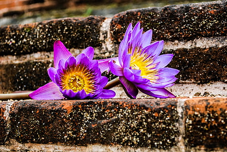 waterlily, bunga, Sri lanka, ungu, kelopak, kerapuhan, bunga kepala