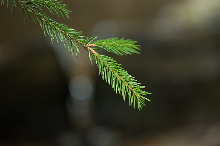 Spruce, hutan, jarum, termasuk jenis pohon jarum, cabang