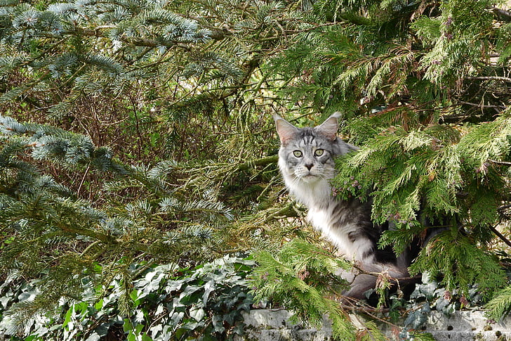 Katze, Katze im Busch, Bäume, nach Hause, Hauskatze, Katze, Porträt