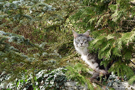 kočka, kočka v buši, stromy, Domů Návod k obsluze, kočka domácí, kočkovitá šelma, portrét