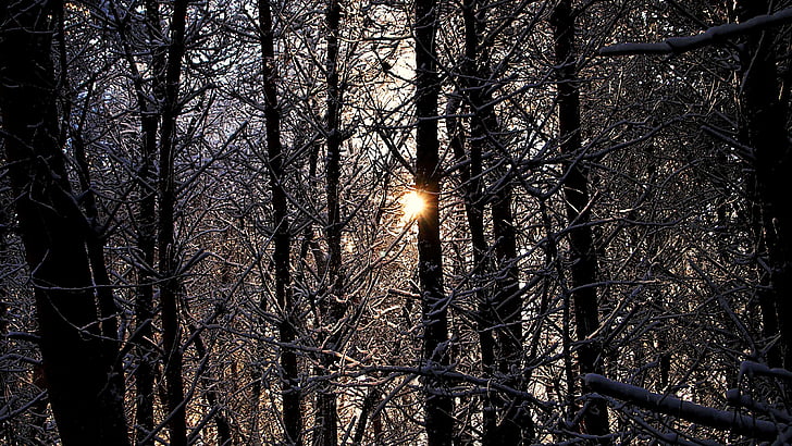 Les, sníh, Zimní krajina, Příroda, zasněžené, Vista, slunce